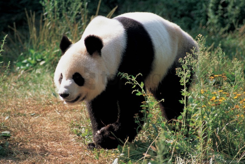 Bear Grass Panda Wallpaper PNG Photo
