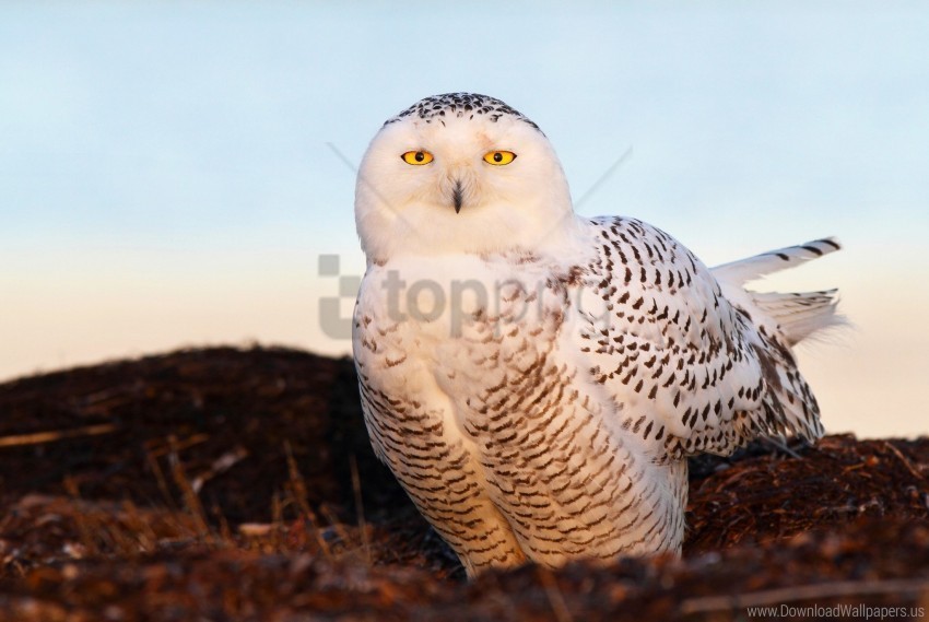 bird eyes light snowy owl wallpaper Transparent PNG Isolated Item with Detail