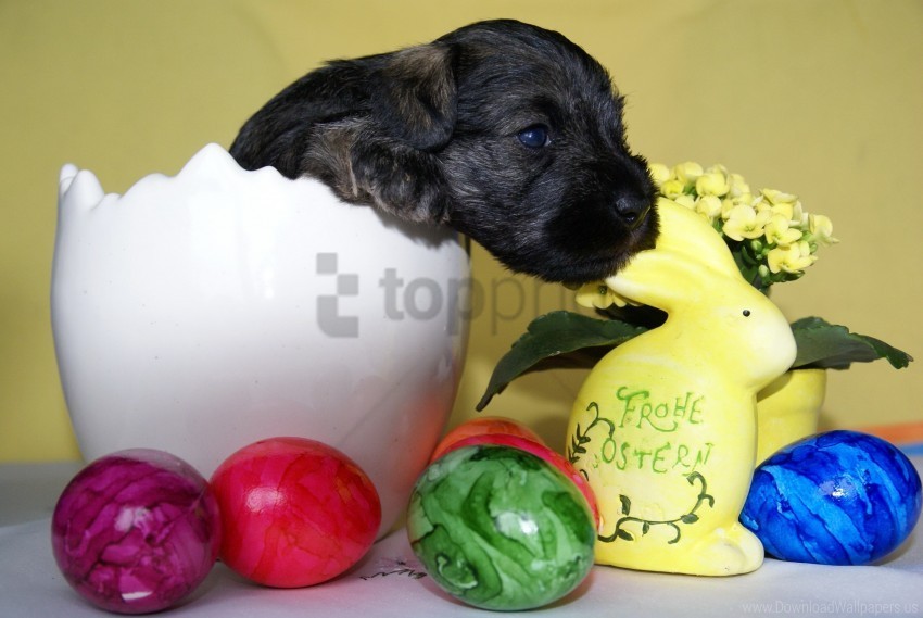 black easter eggs puppy sit vase wallpaper PNG file with no watermark