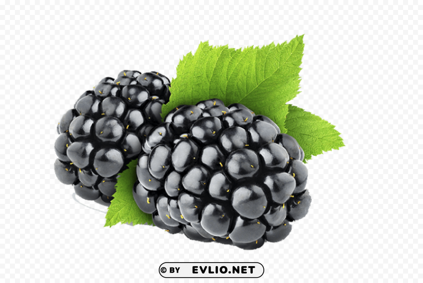 blackberry Transparent PNG Isolated Illustrative Element