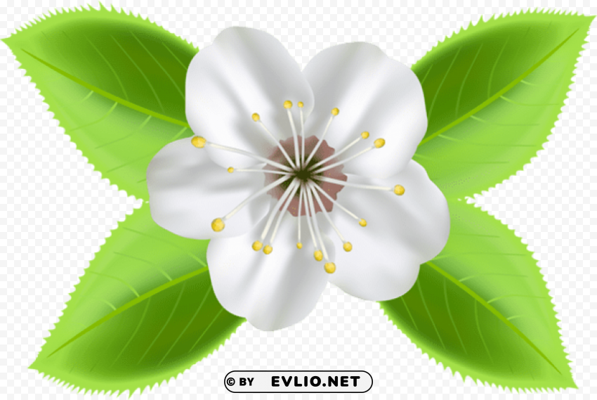 blooming spring flower PNG images without subscription