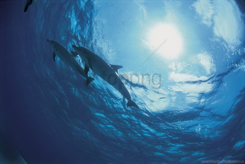 bottom dolphins ocean wallpaper HD transparent PNG