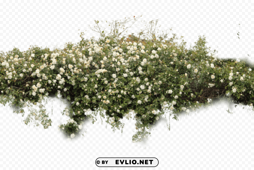 PNG image of bushes free PNG transparent photos massive collection with a clear background - Image ID 6dd4473e
