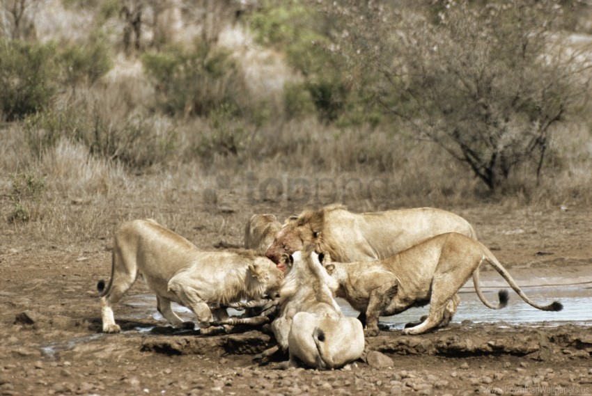 carcass food lions predators zebra wallpaper Transparent PNG images complete library