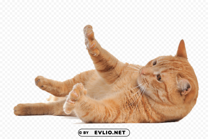 cat PNG files with no backdrop pack png images background - Image ID 9e7513b0