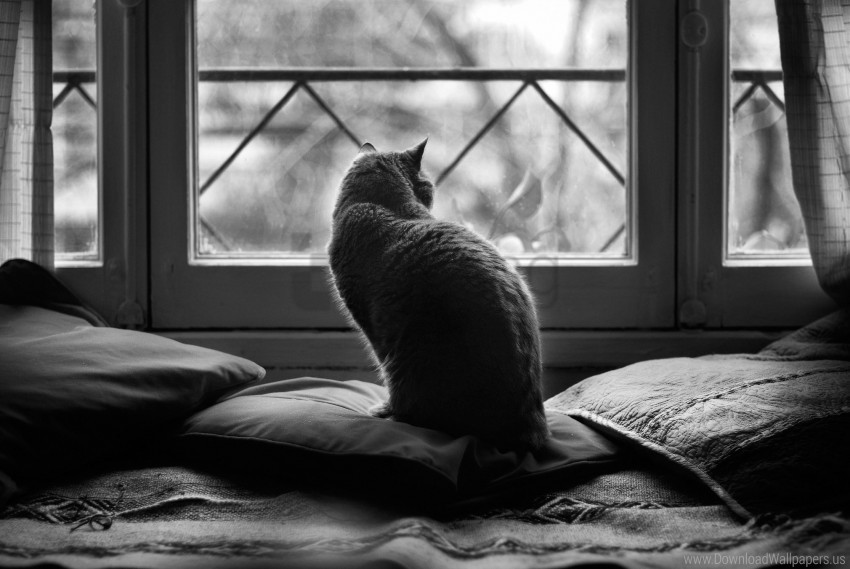 cat dark pillows sit wallpaper PNG transparent photos comprehensive compilation