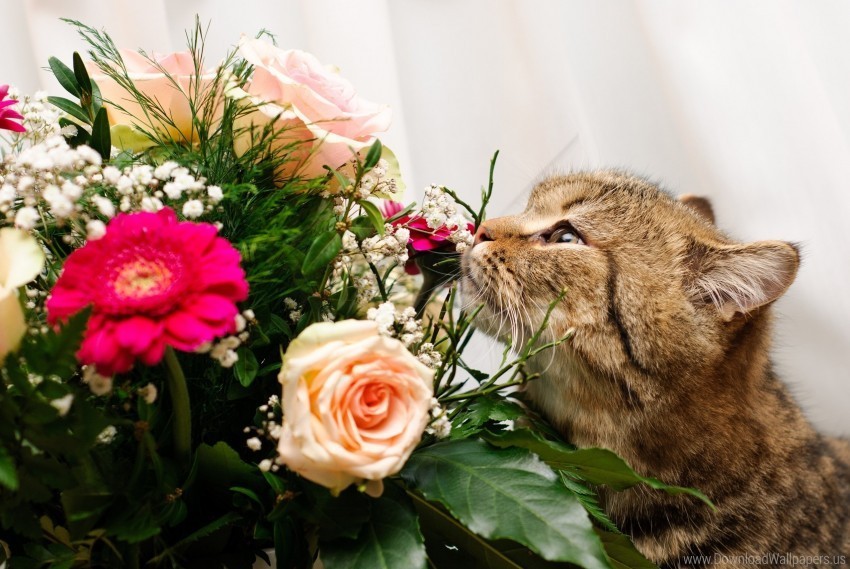 cat flower flowers smell wallpaper PNG for social media