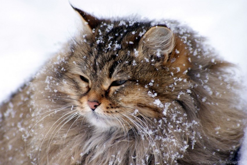 cat fluffy snow thick wallpaper Transparent PNG Isolated Object with Detail