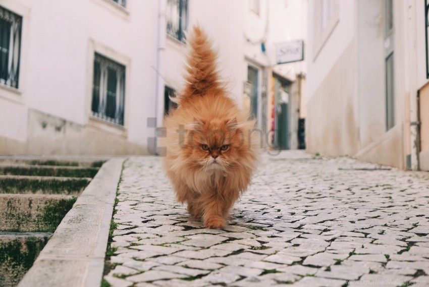 cat fluffy walk wallpaper PNG files with no backdrop required