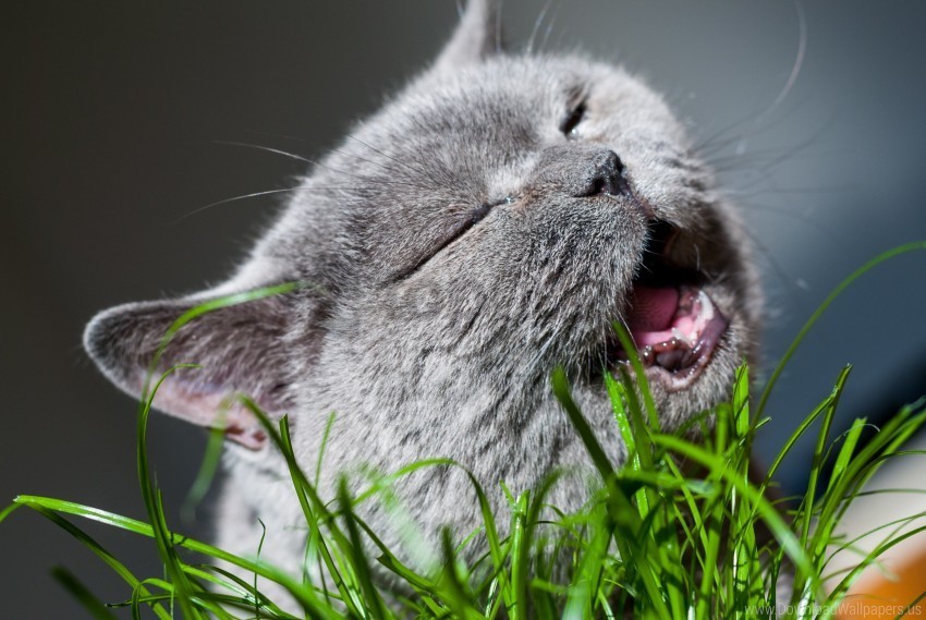 cat grass gray muzzle wallpaper Clear PNG graphics