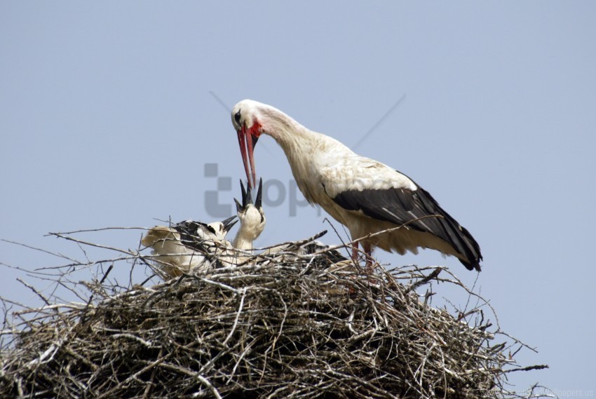 chicks food nest stork wallpaper Isolated Element on Transparent PNG