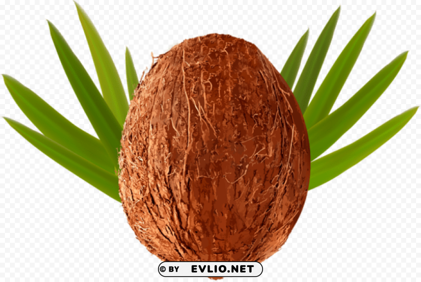 coconut transparent Clear Background PNG Isolated Design