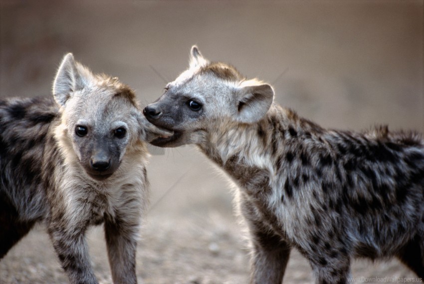 couple hyenas predators wallpaper Transparent PNG Isolated Element with Clarity