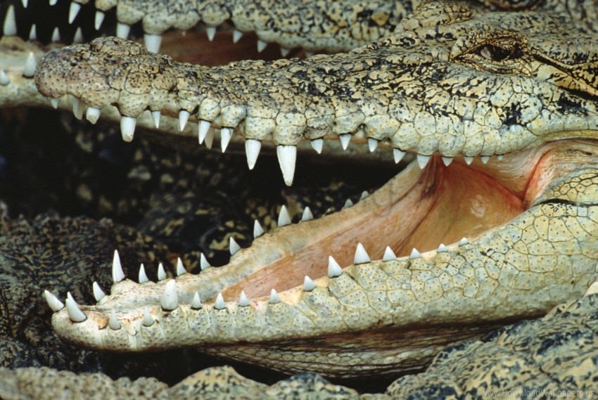 crocodile face mouth teeth wallpaper PNG art