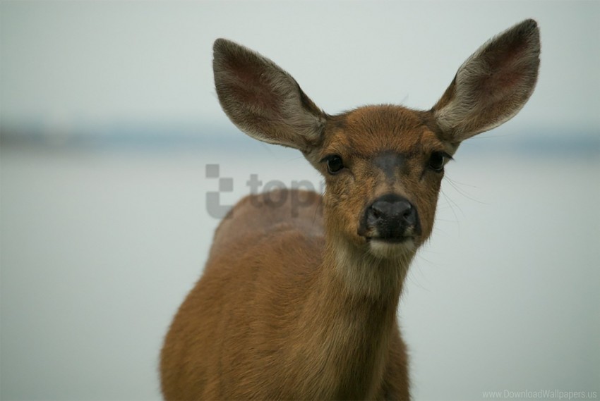 deer ears muzzle wallpaper Transparent background PNG images selection