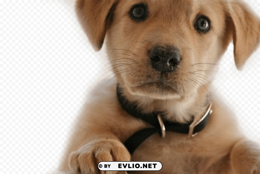 dog PNG clipart with transparency png images background - Image ID af186e37