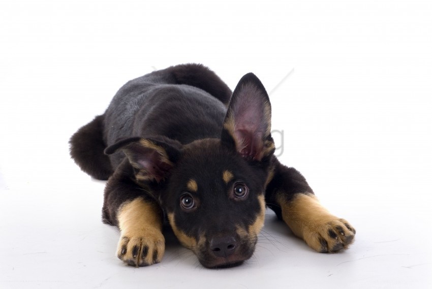 dog down puppy waiting wallpaper Isolated Subject on HighQuality PNG