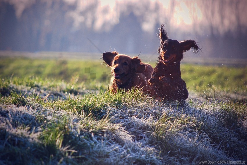 Dogs Field Grass Playing Puppies Wallpaper Transparent Background Isolated PNG Icon