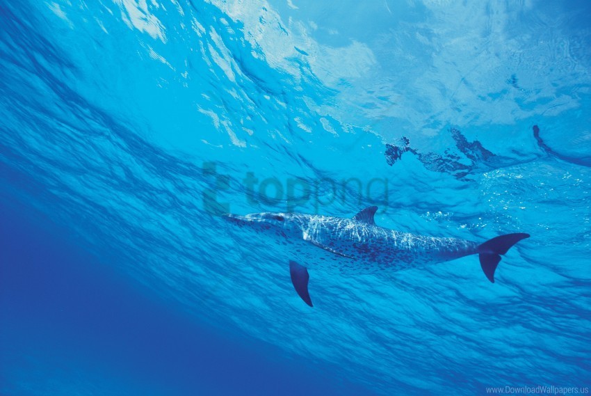 dolphin sea water wallpaper Clear Background PNG Isolated Subject