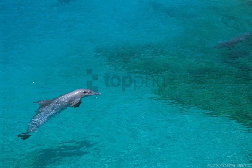 dolphin shallow water swim wallpaper PNG transparent design diverse assortment