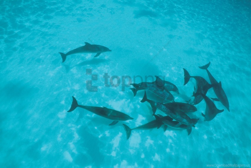 dolphins flock shoal wallpaper PNG design