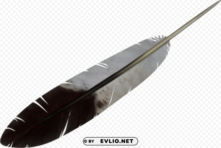 feather PNG with no bg