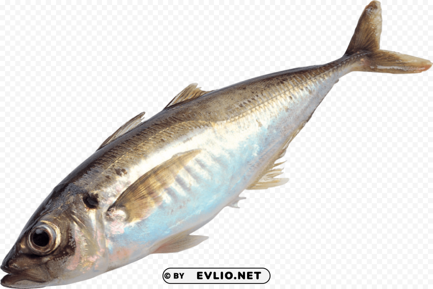 fish Transparent PNG image free png images background - Image ID 58ff96aa