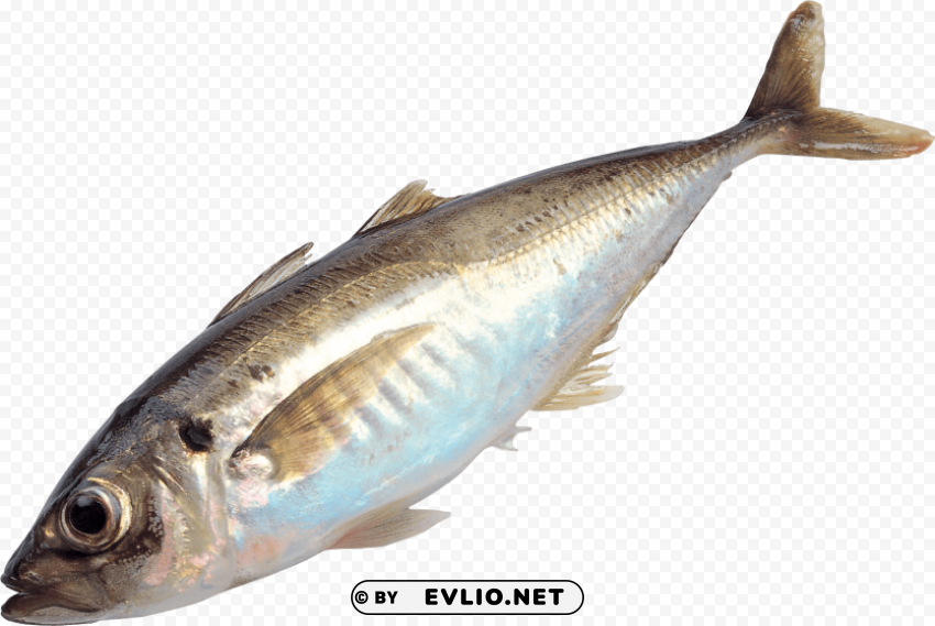fish Transparent PNG images for graphic design
