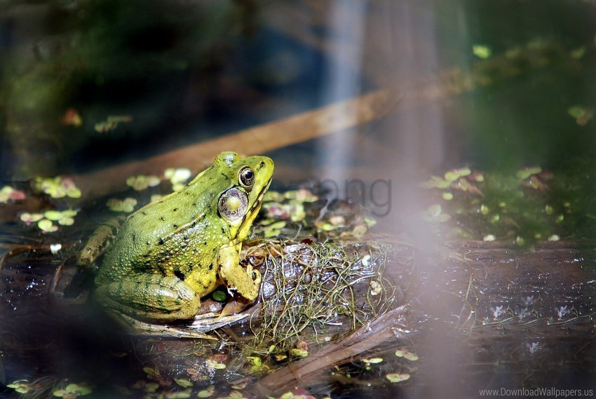 Frog Grass Light Wallpaper Transparent PNG Images Extensive Gallery