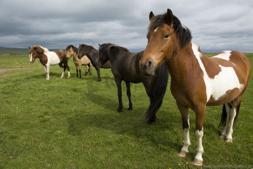 grass herd horse stand wallpaper PNG images without restrictions