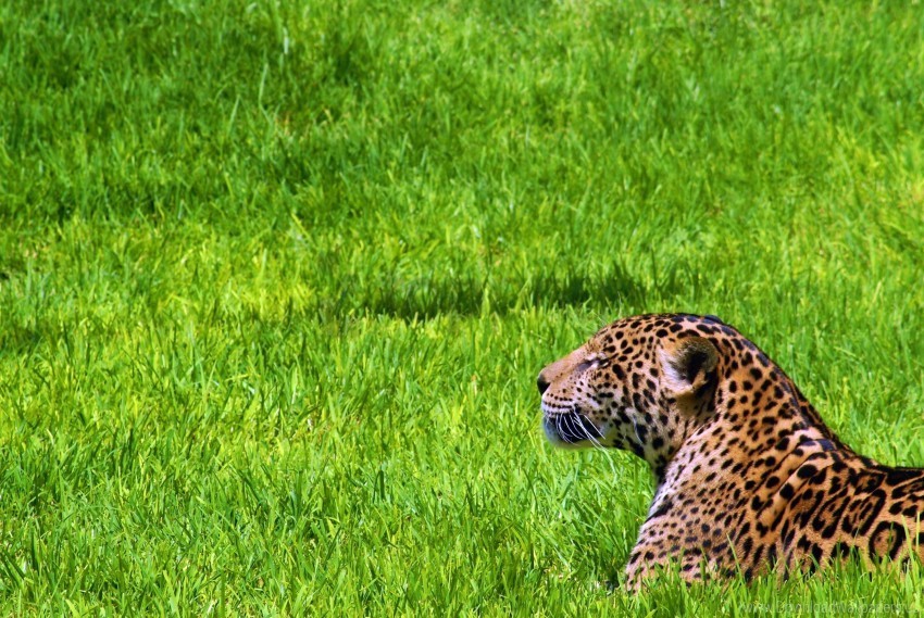 grass jaguar predator sit wallpaper Clear background PNG elements