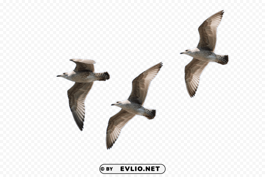 gull pic PNG with no bg png images background - Image ID 75e6ebaf