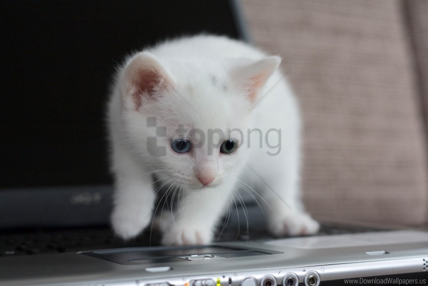 kitten laptop look wallpaper PNG Graphic Isolated on Clear Background Detail