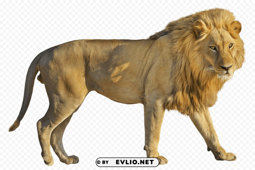 Lion Transparent Background PNG Isolated Character