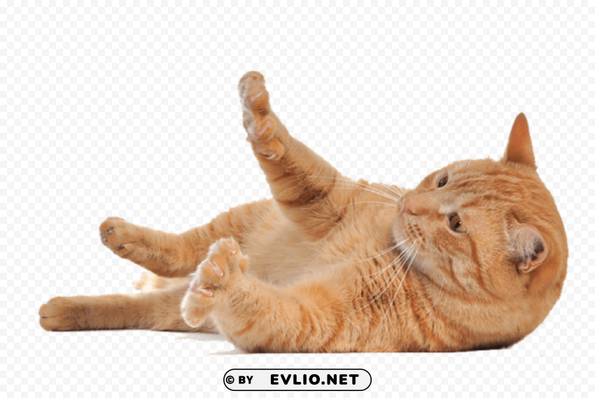 Lying Cat PNG Transparent Graphics Comprehensive Assortment