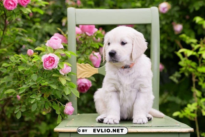 Puppy With Roses PNG Images With Transparent Canvas Comprehensive Compilation