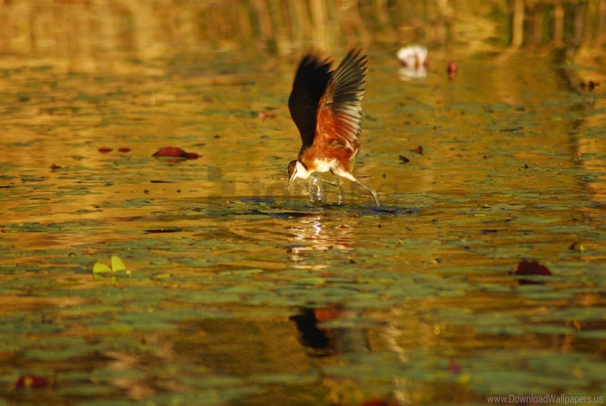 africa bird botswana flight wallpaper PNG transparent icons for web design