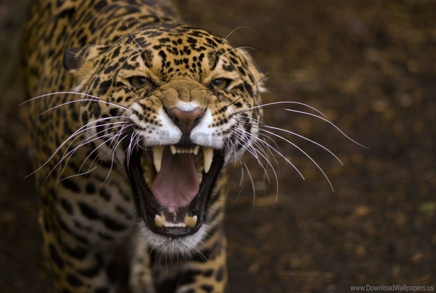 aggression anger jaguar muzzle predator teeth wallpaper Free PNG images with transparency collection