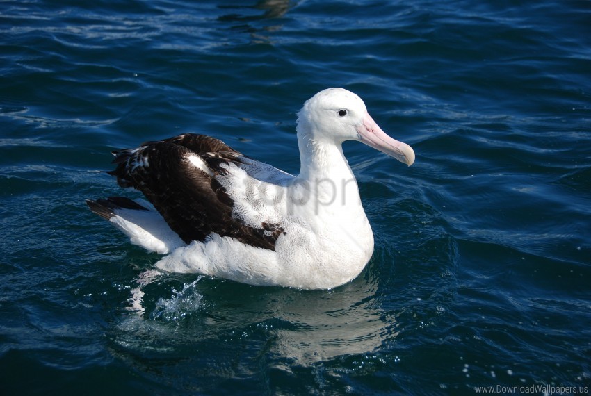 albatross bird feathers sit wallpaper HighResolution Transparent PNG Isolated Element