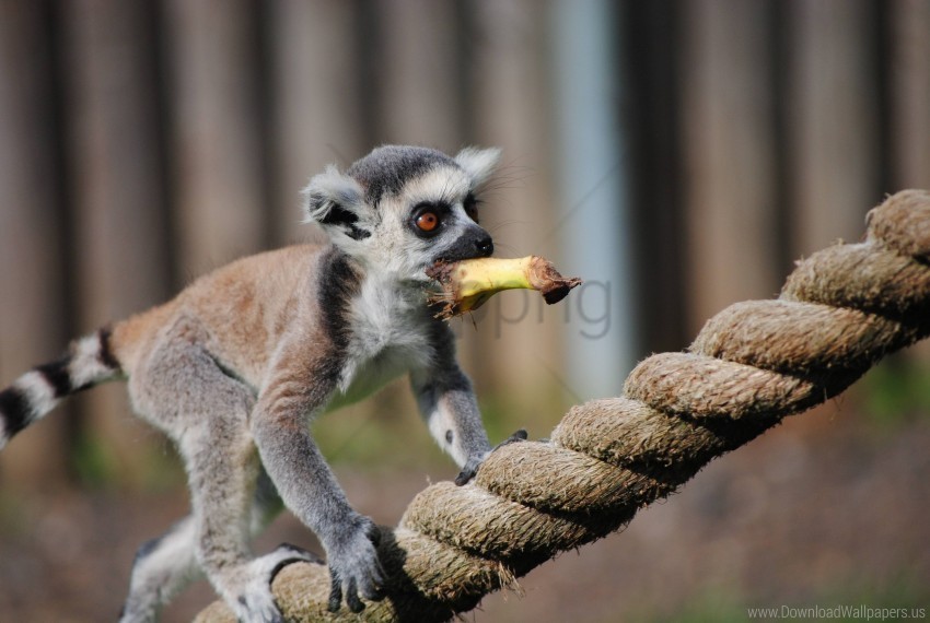 animal food lemur rope walk wallpaper Clear background PNG images bulk