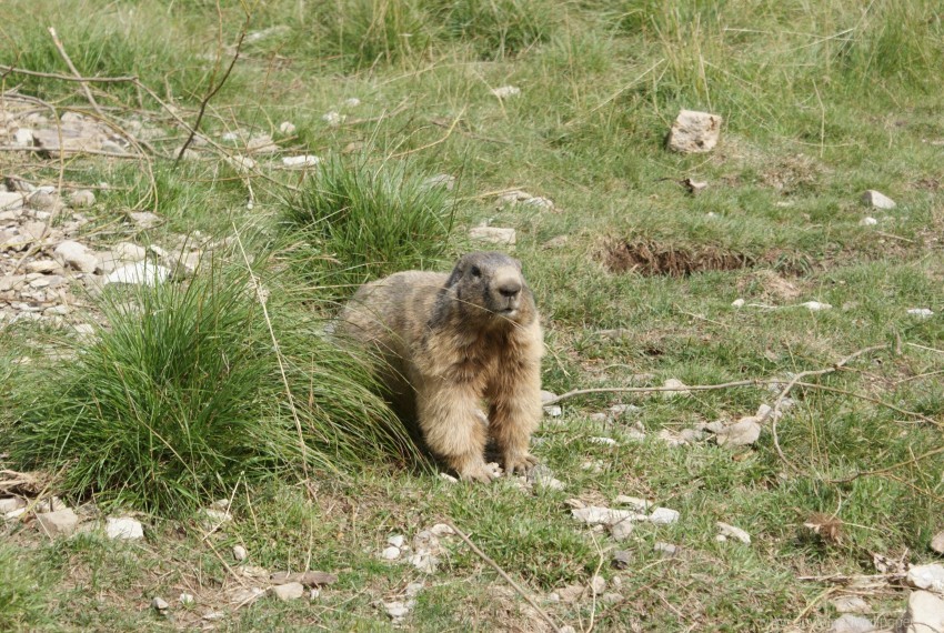 animal grass marmot walking wallpaper PNG images with high-quality resolution