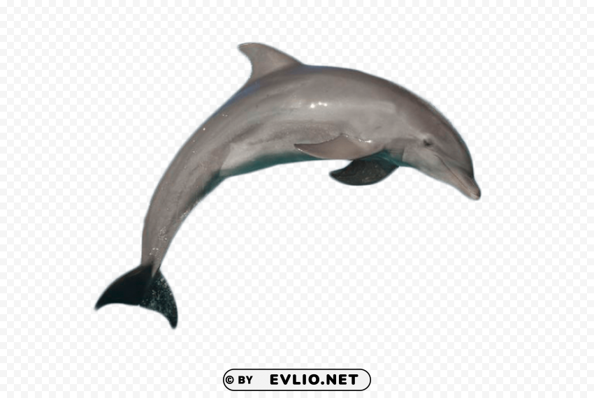 Atlantic Bottlenose Dolphin Jumping Isolated Item With HighResolution Transparent PNG