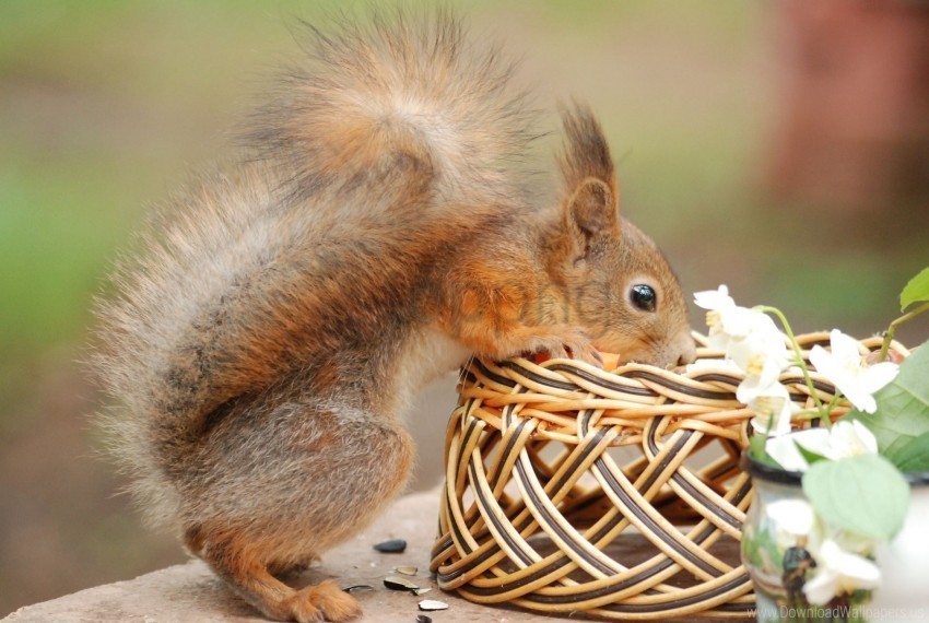 basket climb curiosity flower squirrel wallpaper HighResolution Transparent PNG Isolated Element