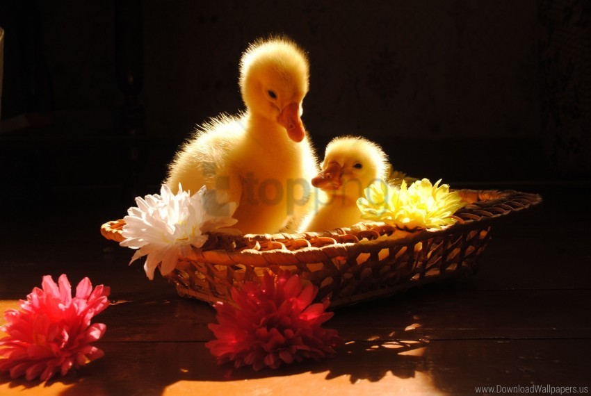 basket ducks flowers shadow wallpaper PNG images with alpha transparency diverse set