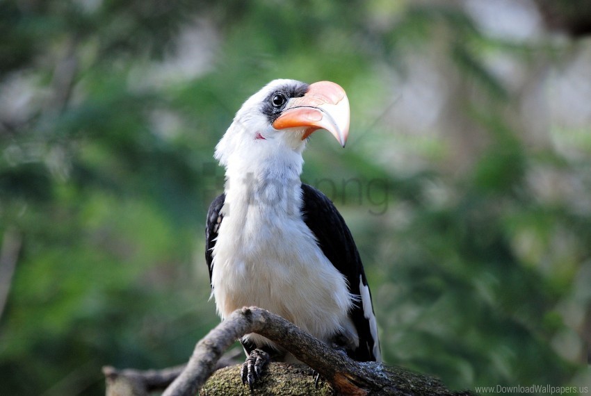 Beak Bird Great Hornbill Wallpaper PNG Images With Transparent Layering