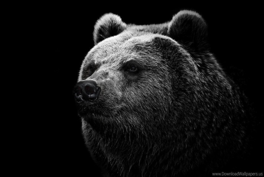 bear eyes grizzly bear nose wallpaper PNG images free