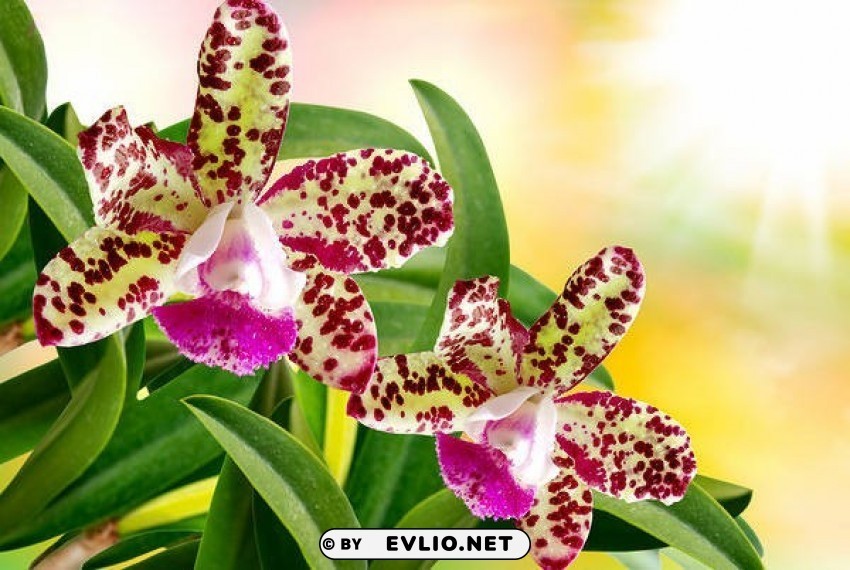 beautiful orchid Isolated Character on HighResolution PNG