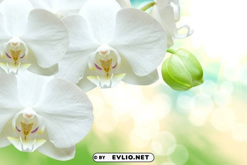 beautiful white orchid Isolated Character in Transparent PNG Format