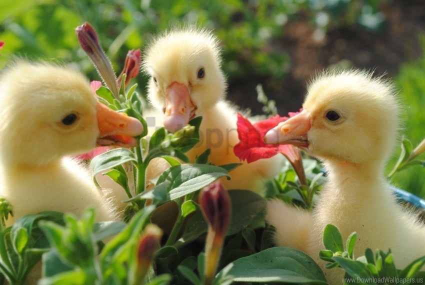 bill ducks flowers food wallpaper Clear Background PNG Isolated Element Detail