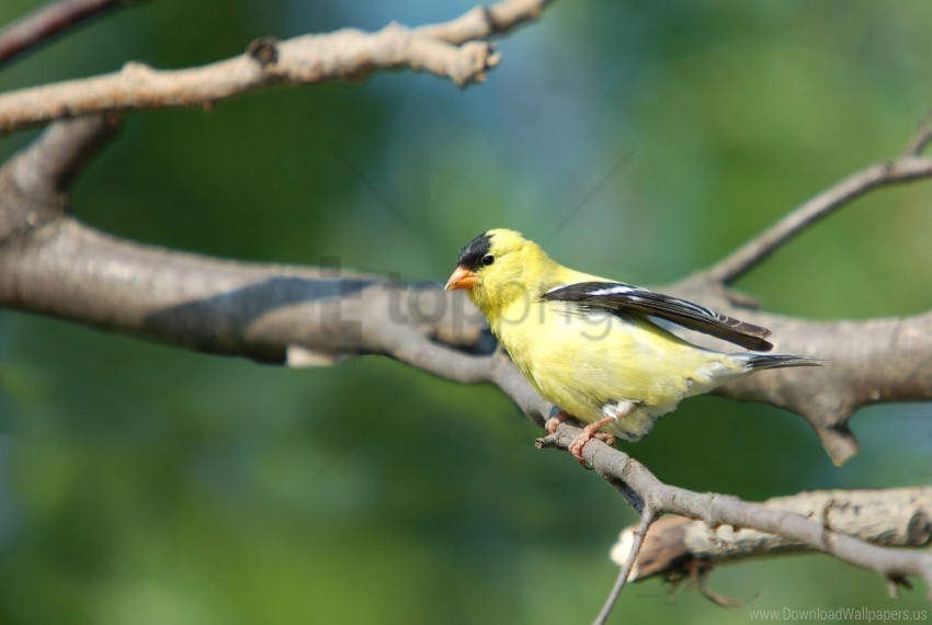 bird blurring branch goldfinch sit wallpaper PNG Graphic with Transparent Isolation
